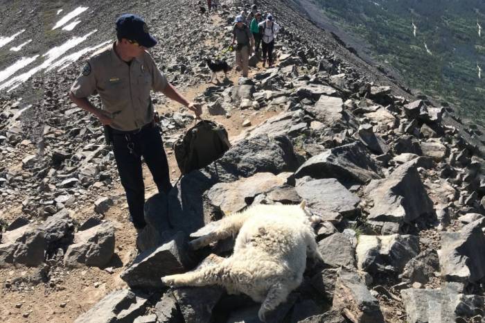 Dead goat along Quandary Peak Trail