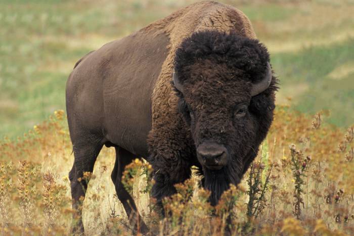 Bison