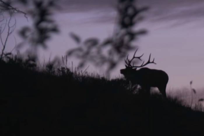 Thrill of the Hunt: Check Out Our Top Video Picks for Elk Season