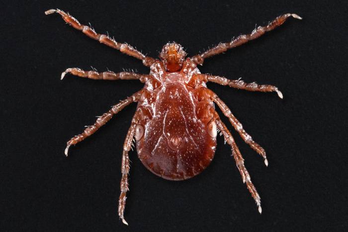 Potentially Fatal New Tick Species Spreads Into 7 US States