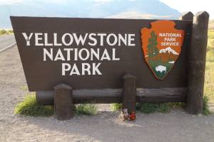 Rangers Nab Yellowstone’s Alleged Bison Harasser