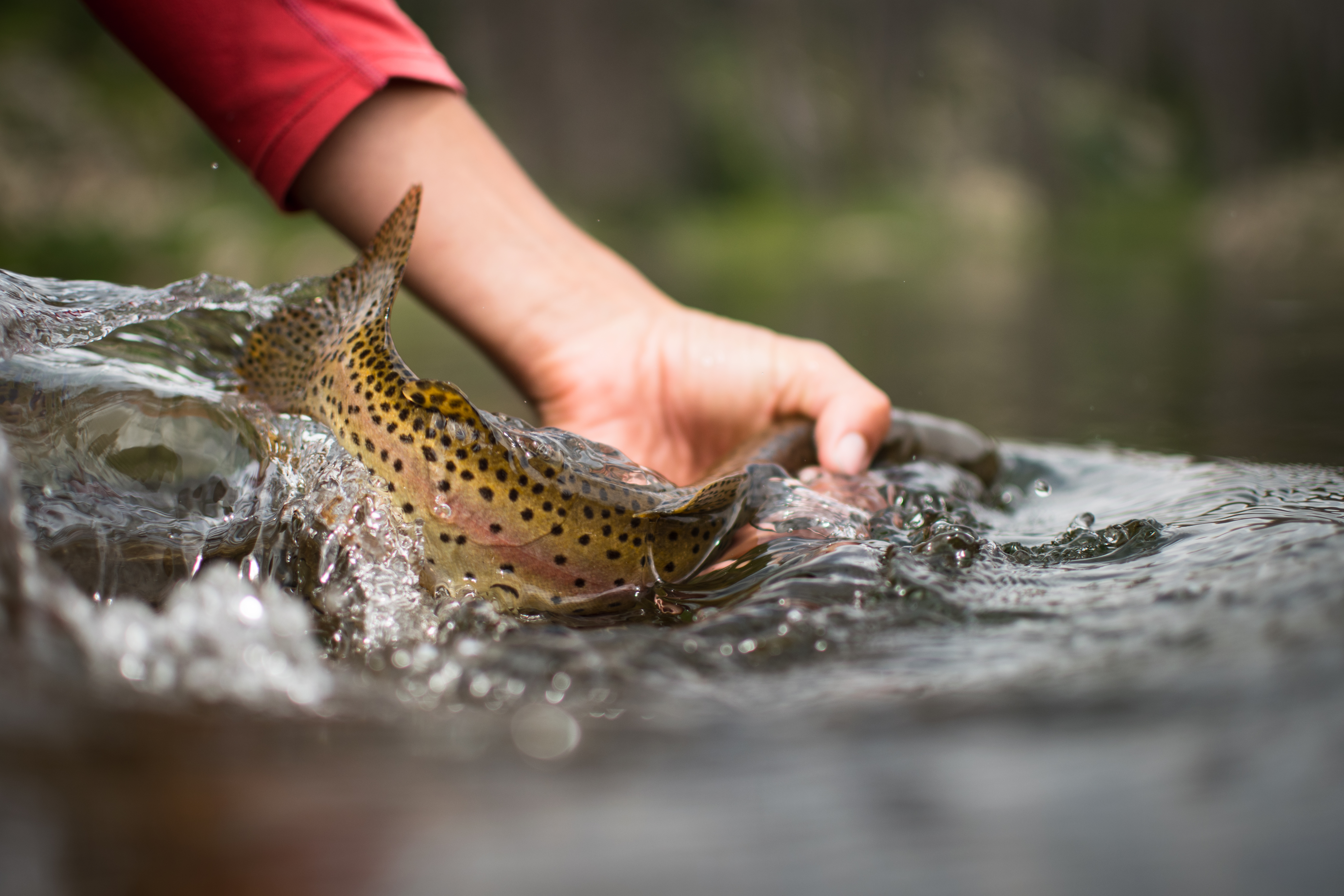 Fly fishing photography