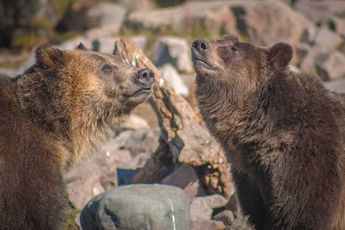 Grizzlies in West Yellowstone Credit David Bush