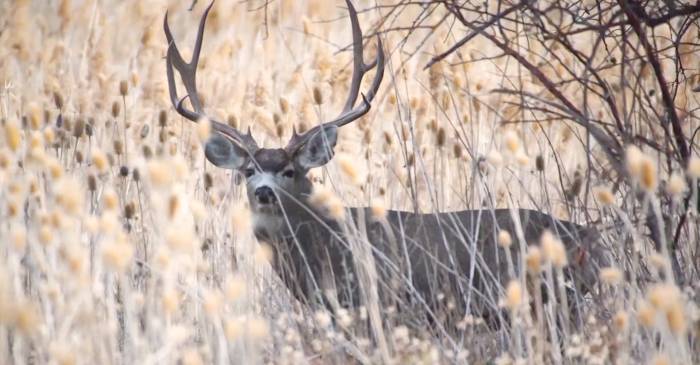 mule deer poacher banned