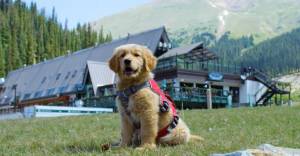 Welcome Tikka, A-Basin’s Newest Avalanche Rescue Puppy