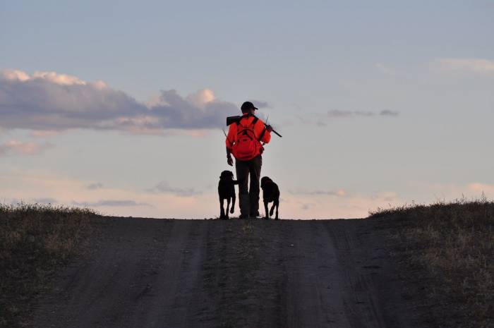 Training Tools for Your Hunting Retriever