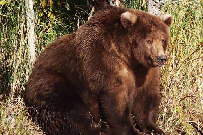 Beadnose fat bear