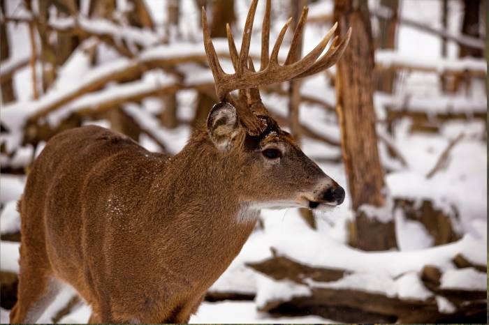 American Micropredator: What Is Chronic Wasting Disease?