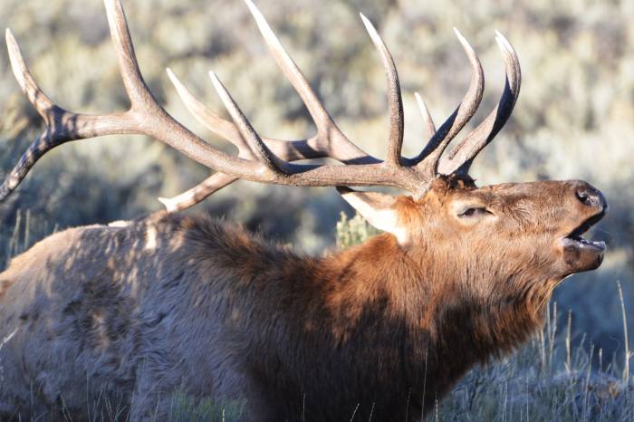 Treestand, Vacuum Sealer, and More: Hook & Bullet Bargains