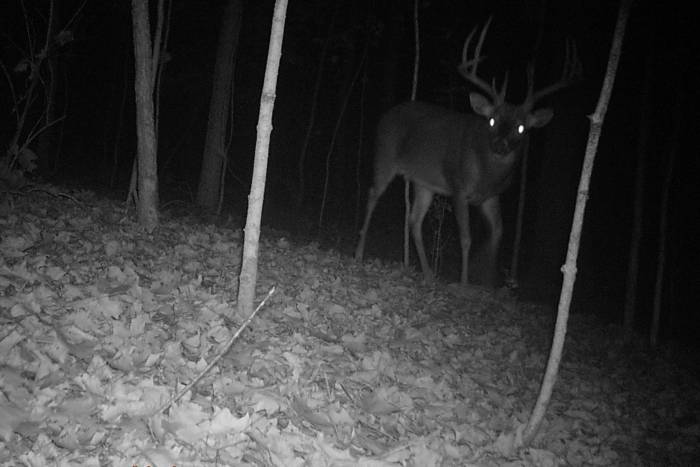 Trail Cam, Multitool, and More on Sale: Hook & Bullet Bargains