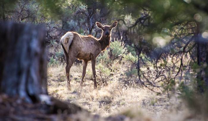 5 Conservation Organizations Making Waves in the Sporting World