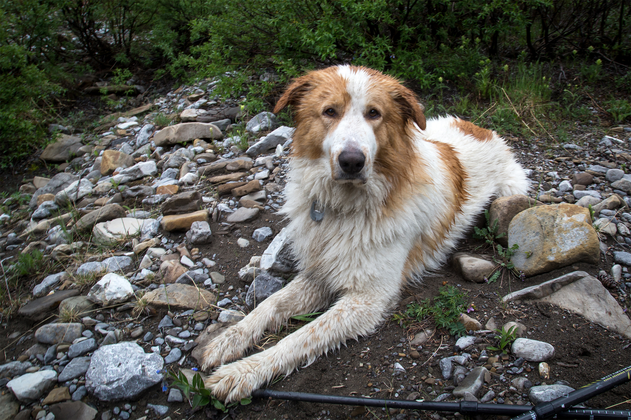 Dog Helps Owner Trigger First SPOT X SOS Call