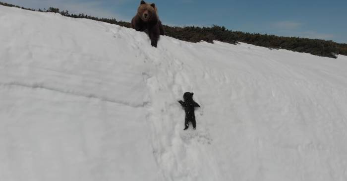 bear cub falls down snow slope