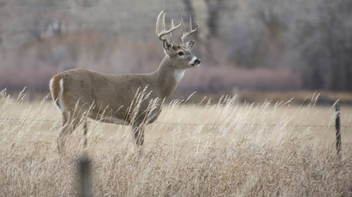 Senate Introduces Chronic Wasting Disease Research Bill