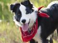 Gifts for Dogs: The Ruffest Canine Customer
