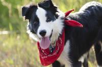 Gifts for Dogs: The Ruffest Canine Customer