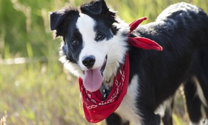Gifts for Dogs: The Ruffest Canine Customer