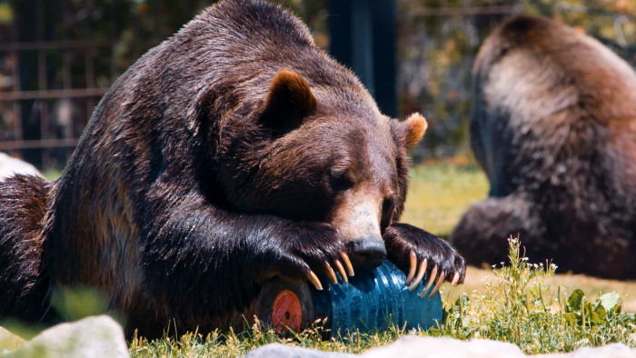 Bear Resistance Certification