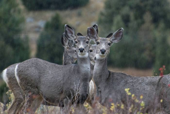 Mule Deer