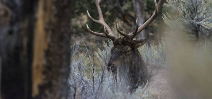 Chronic Wasting Disease Found in Tennessee, Expands Reach in Wyoming