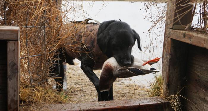 Hook & Bullet Bargains: 5 Great Deals From Cabela’s Customer Appreciation Sale