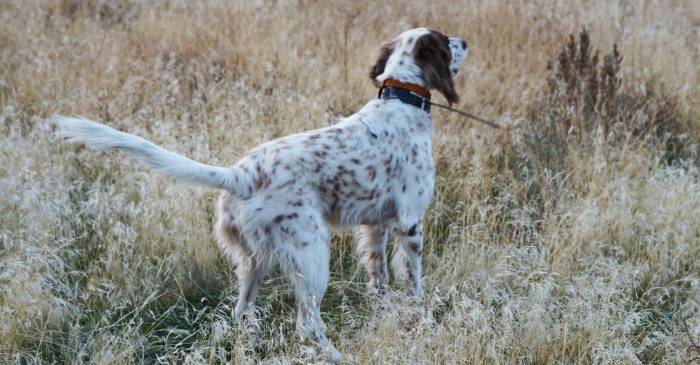 Hook & Bullet Bargains: Training Collar, Wet Wading Pants, and More