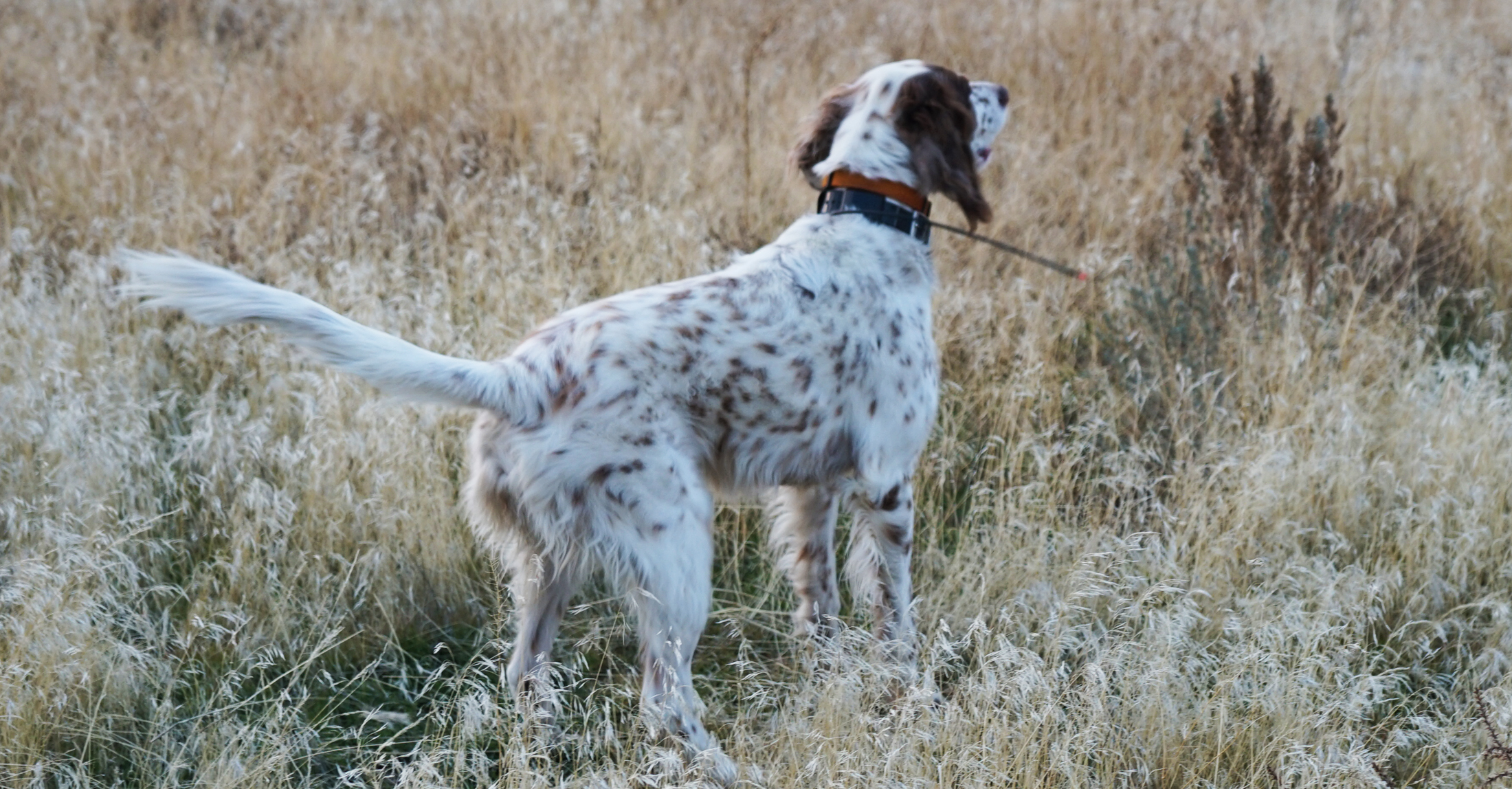 Hook & Bullet Bargains: Training Collar, Wet Wading Pants, and More