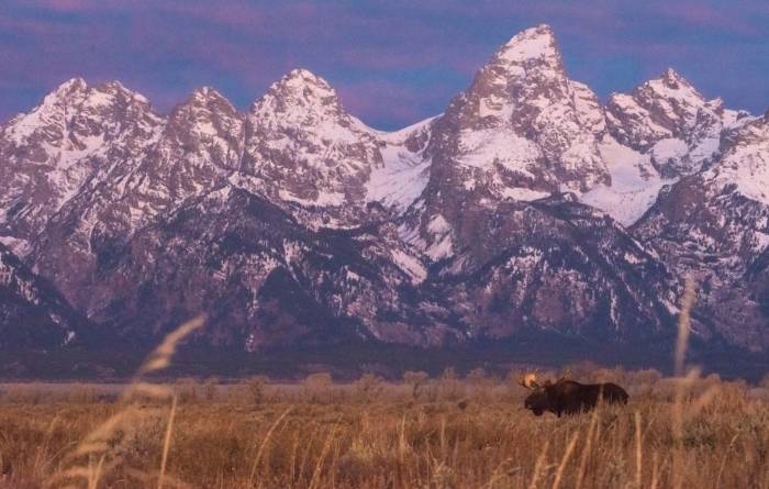 Chronic Wasting Disease Tetons
