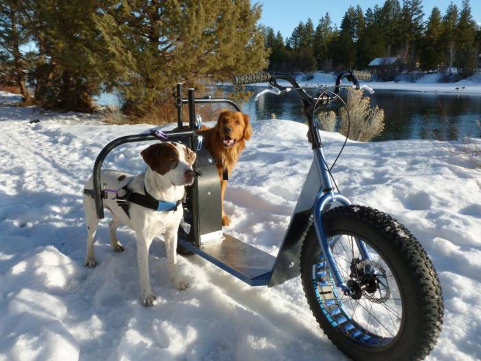 dog powered scooter
