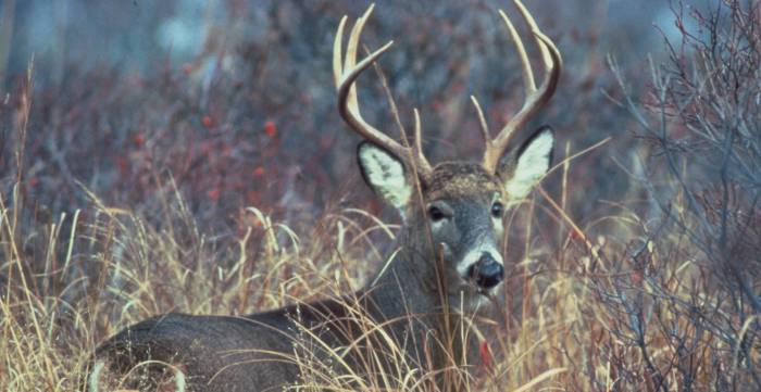 Hook & Bullet Bargains: This Week’s Best Deals