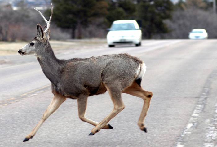 California Aims to Put Roadkill on the Menu