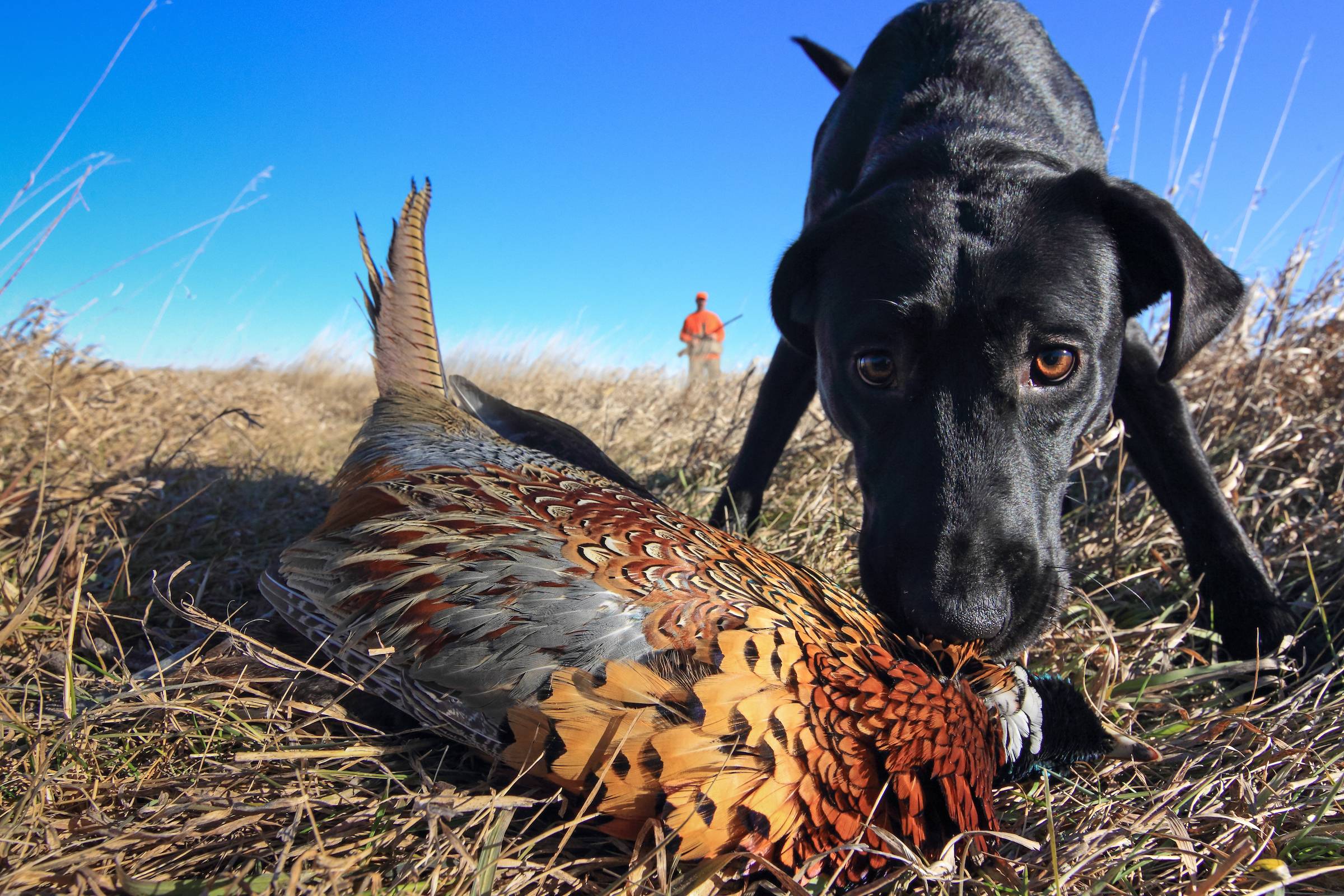 pheasant dog training kits