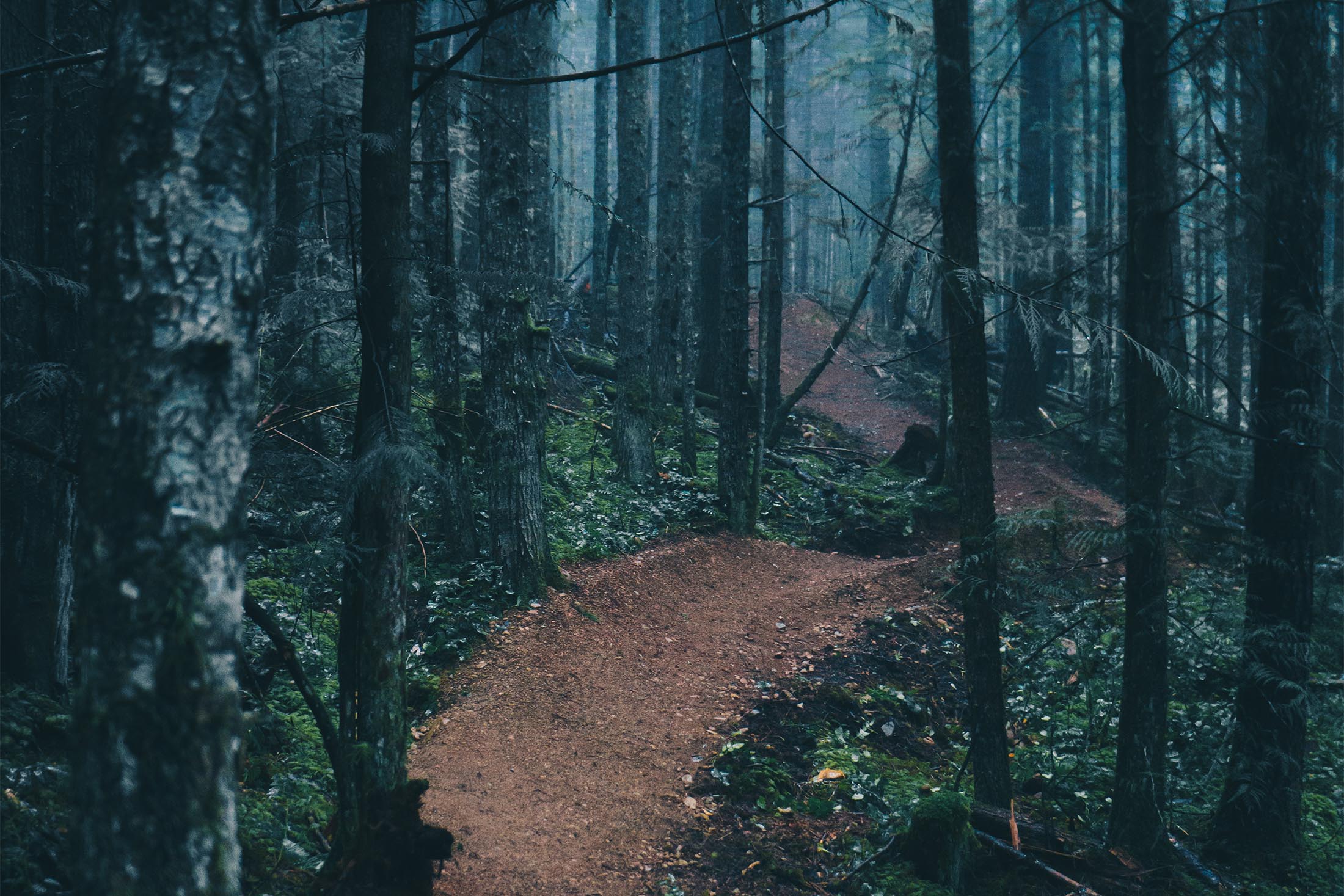 freeride trail in the woods freeride trail in the woods