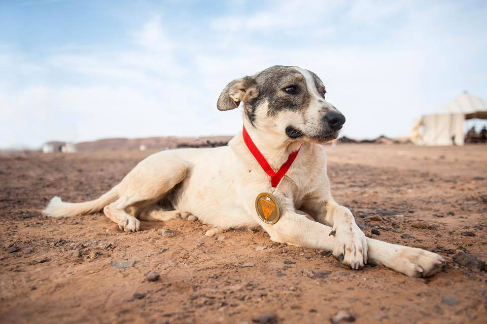 Cactus dog Marathon des Sables