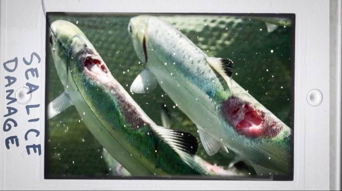 patagonia artifishal documentary