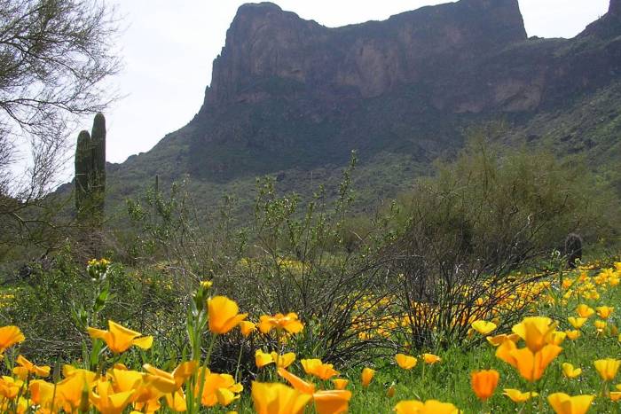 Boy Scout Dies While Hiking in State Park