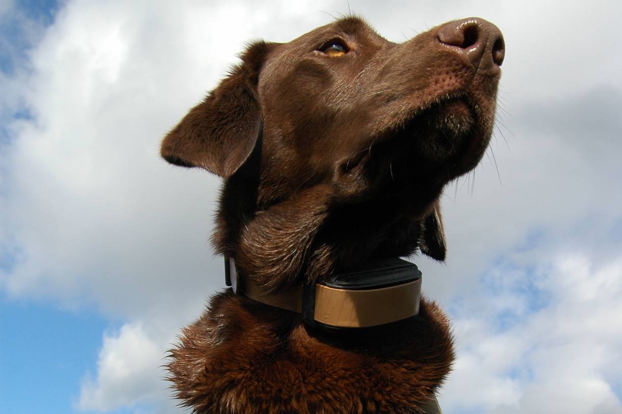 3 Best Remote Dog Collars for the Everyday Working Canine GearJunkie