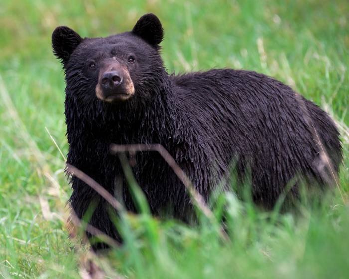 black bear