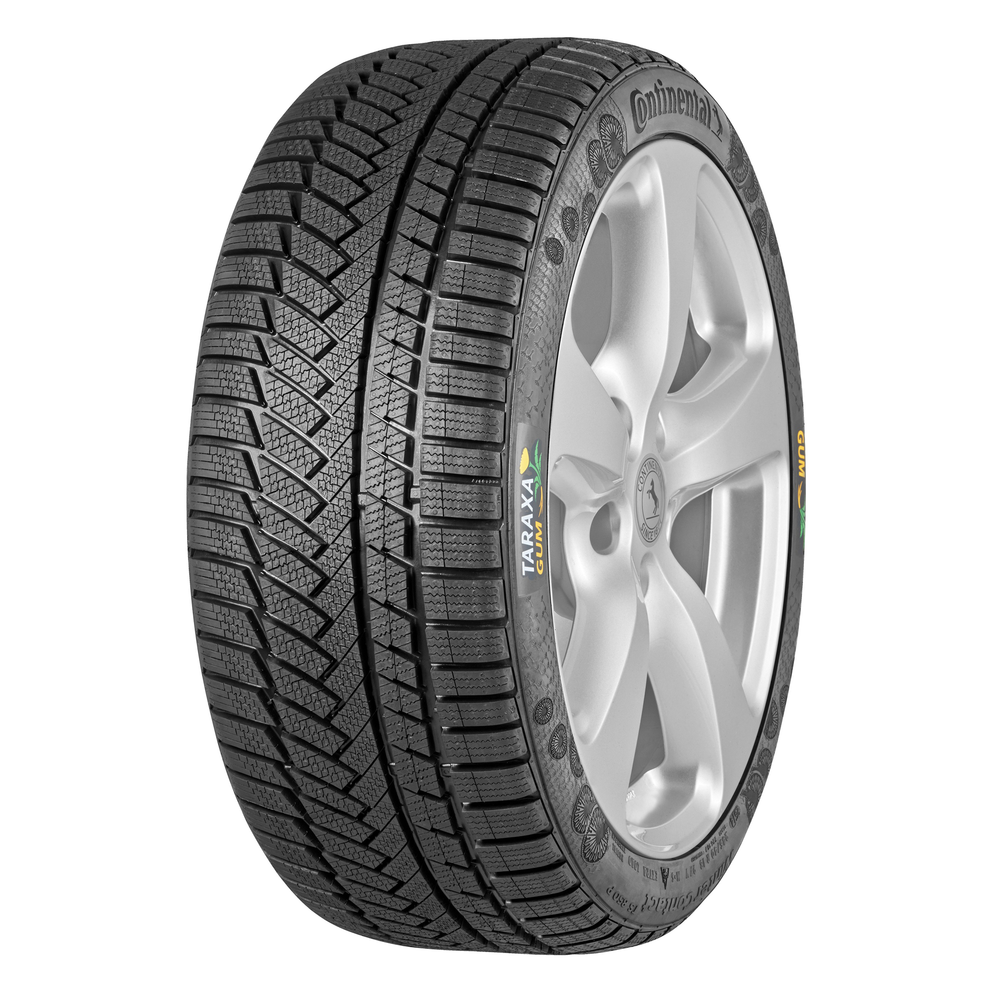 continental dandelion