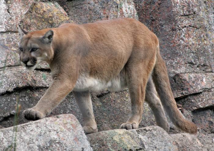 mountain lion