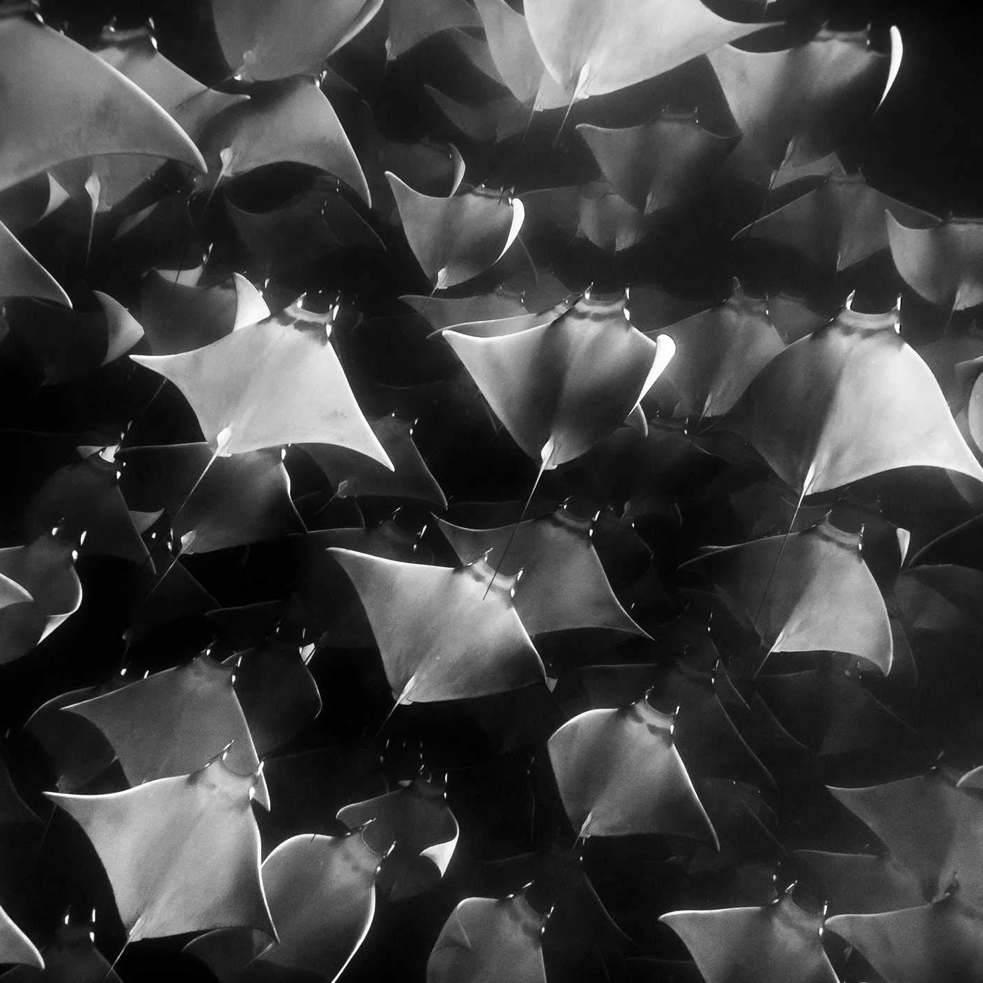 ocean photography silent kingdom