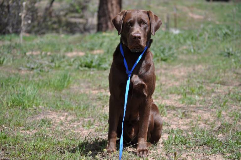 How and Why to Train Your Dog With an Electronic Collar GearJunkie