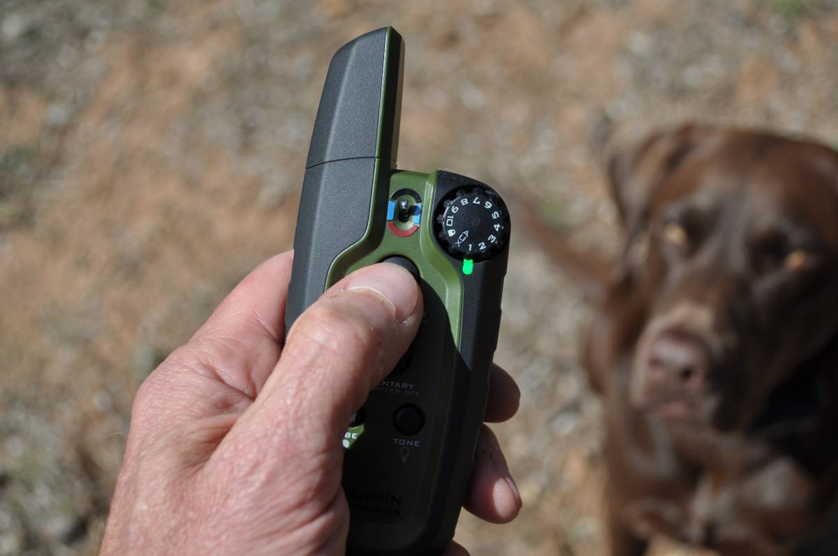 How and Why to Train Your Dog With an Electronic Collar GearJunkie