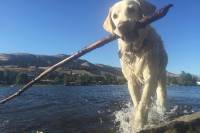 Amazon Prime Day 2019: The Best Dog Deals Baylor the Dog