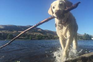 Amazon Prime Day 2019: The Best Dog Deals Baylor the Dog