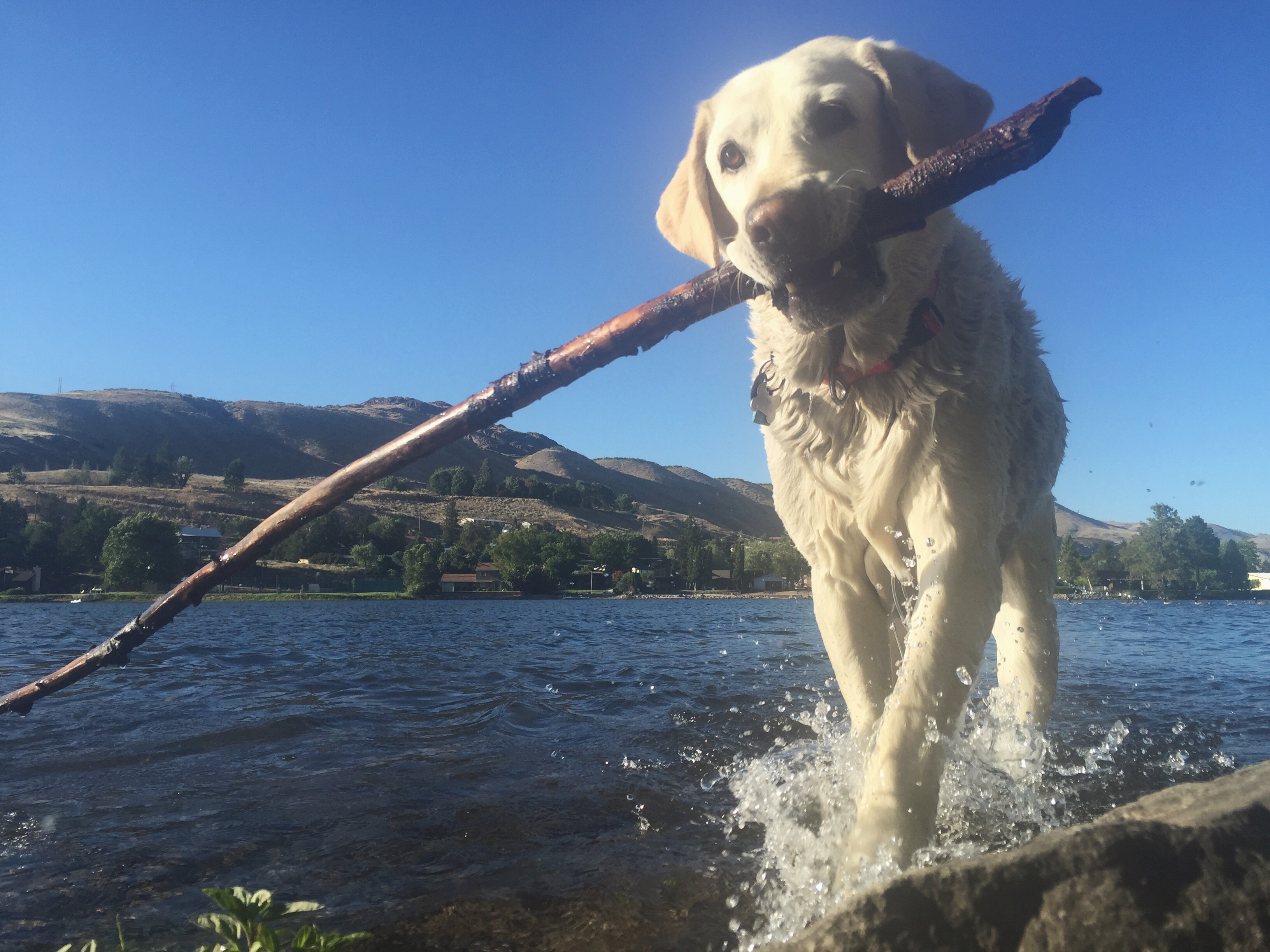 Amazon Prime Day 2019 The Best Dog Deals GearJunkie