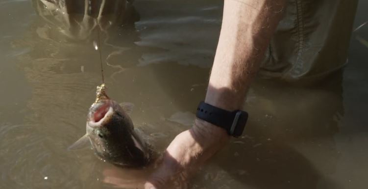 How to Handle a Fish Without Hurting It