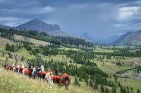 backcountry hunting group with pack llamas on grassy mountainside