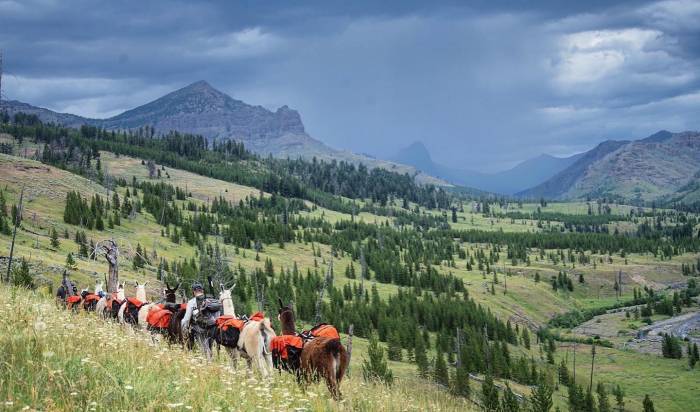 backcountry hunting group with pack llamas on grassy mountainside