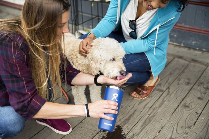 Hydro Flask Water Bottle and Tumblers On Sale Dog